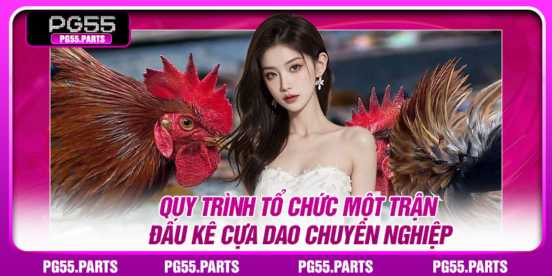 Quy trình tổ chức một trận đấu kê cựa dao chuyên nghiệp